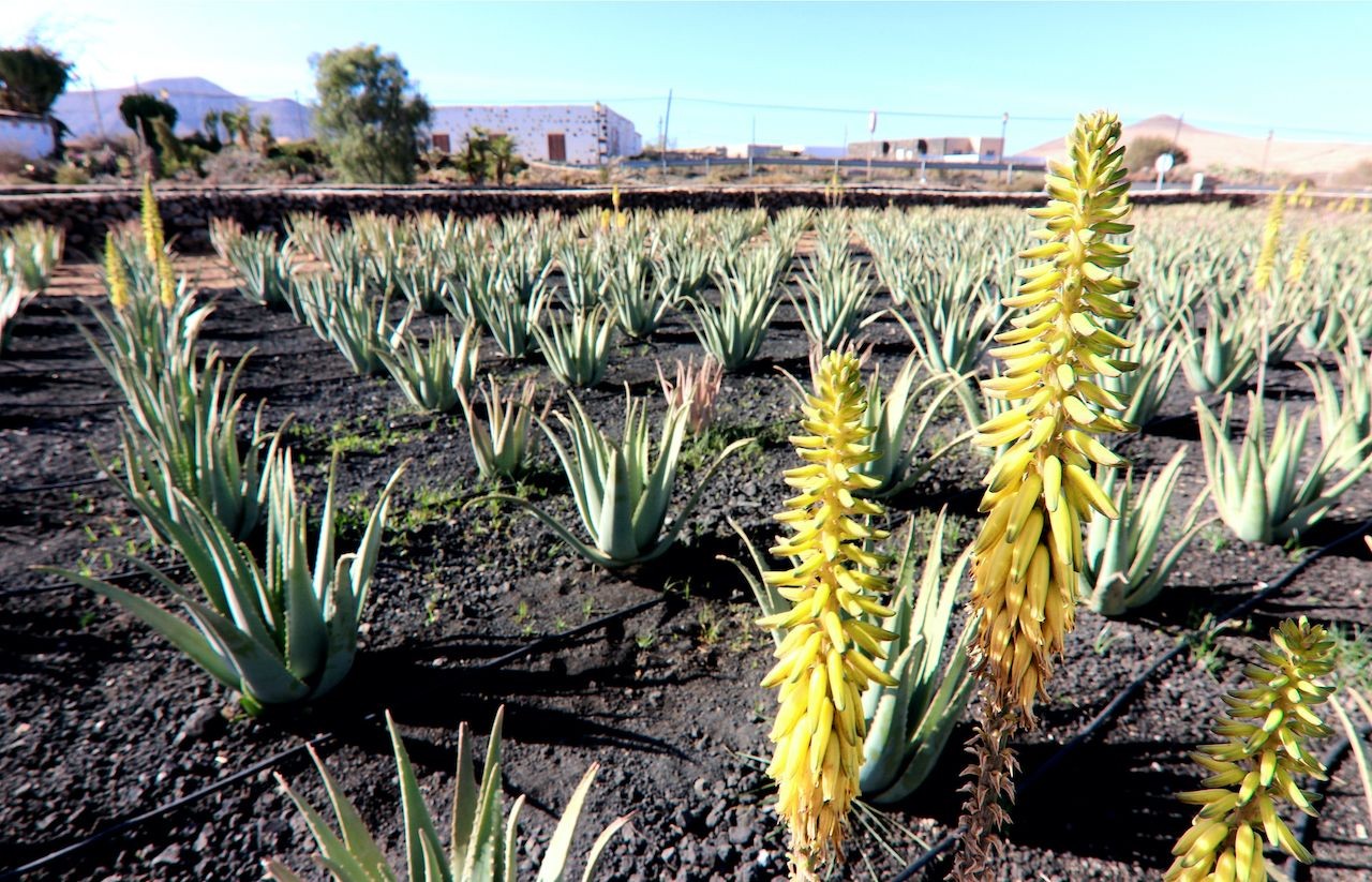 The Taste of Fuerteventura Excursion: Betancuria | Tamarn