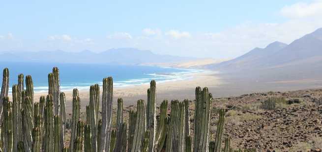 Vista del cardón en Cofete, Fuerteventura, destacando la flora autóctona de la región