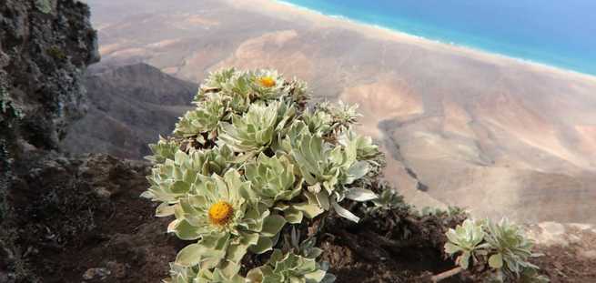 Diversidad de flora en Fuerteventura durante el tour, mostrando la riqueza natural de la isla 
