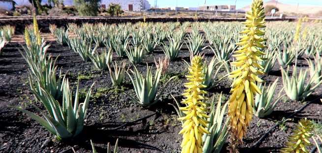 Plante d’aloé véra à Fuerteventura, connue pour ses propriétés médicinales