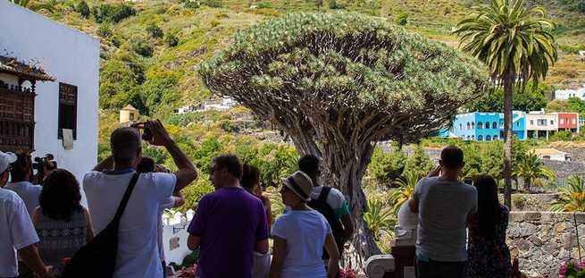 Uitzicht op de duizend jaar oude drakenbloedboom van Icod