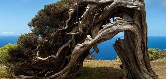 Canary Island juniper on El Hierro on an excursion by jeep