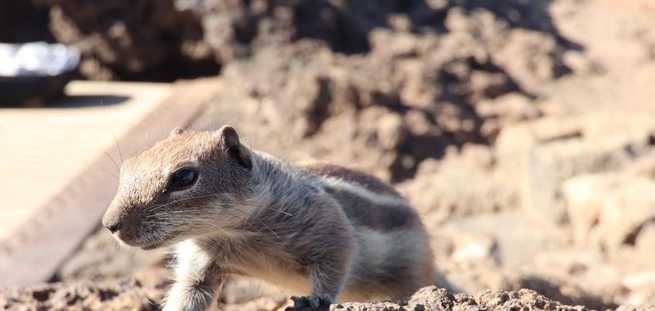 Fauna del norte de Fuerteventura, mostrando la biodiversidad de la isla