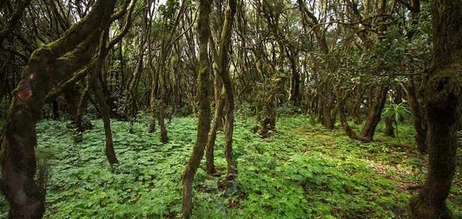 Laurierbos op La Gomera met de privé-VIP-Tour