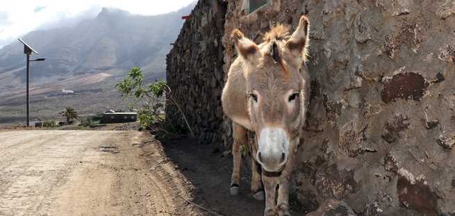 Paisaje de Fuerteventura con su diversidad natural, incluyendo montañas y vegetación 